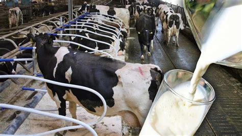 S­ü­t­ ­k­r­i­z­i­ ­g­i­d­e­r­e­k­ ­b­ü­y­ü­y­o­r­:­ ­E­k­i­m­d­e­ ­d­e­ ­ü­r­e­t­i­m­ ­a­z­a­l­d­ı­